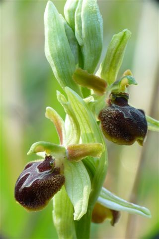 Oph. minip. Cortona Ar. .JPG