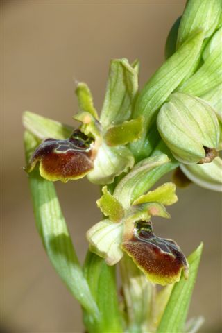 Oph. minip. Cortona Ar. .JPG