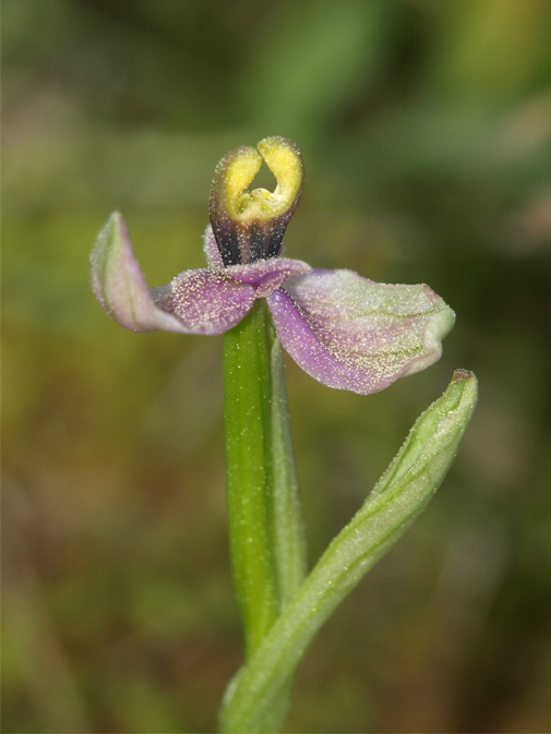 Ophrys-tenthredinifera-01.jpg