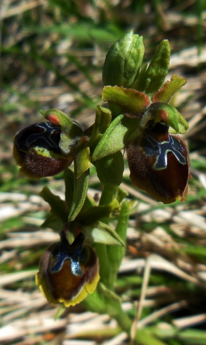 Ophrys passionis Sennen (1).jpg