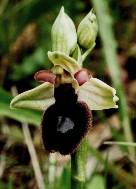 Ophrys bertolonii ssp.  bertoloniformiis 940.JPG