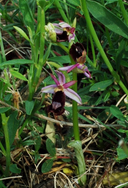 Ophrys bertolonii subsp. benacensis 7406 15 - Copia.JPG