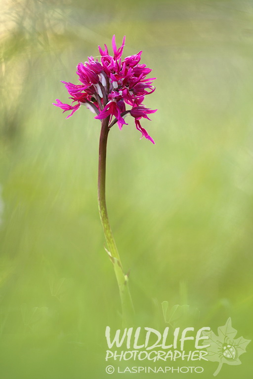 italica_purpurea_01_resize.jpg