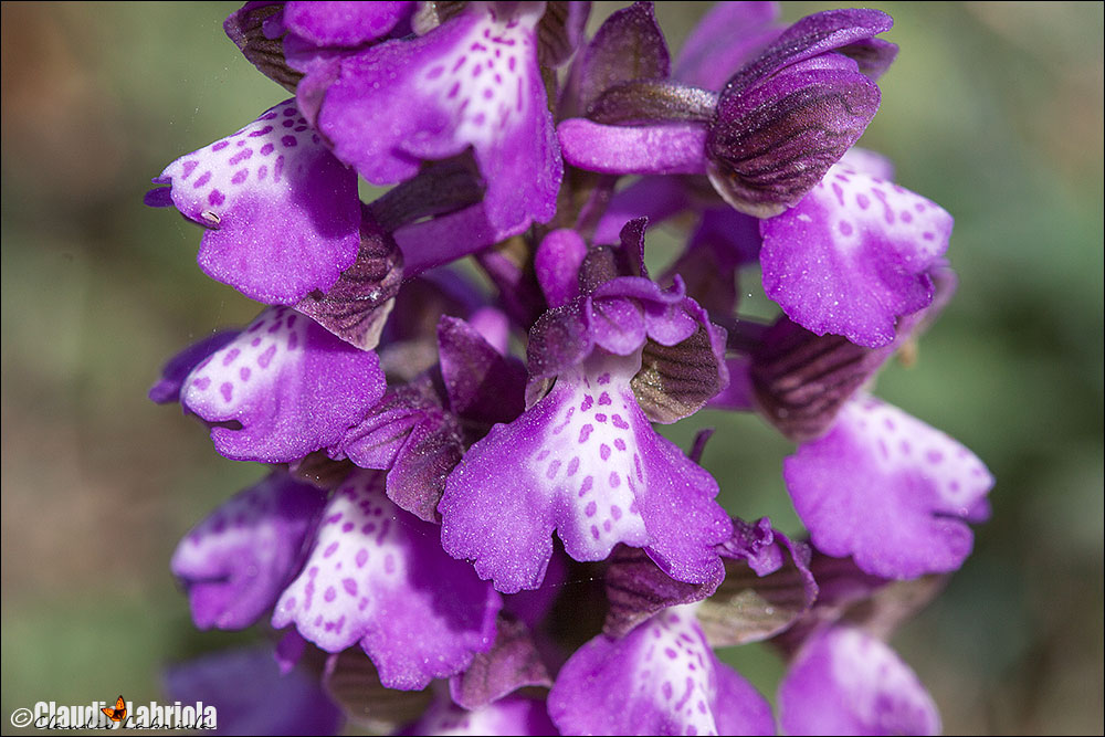 Anacamptis_morio_Villetta_Barrea_6085_1000.jpg