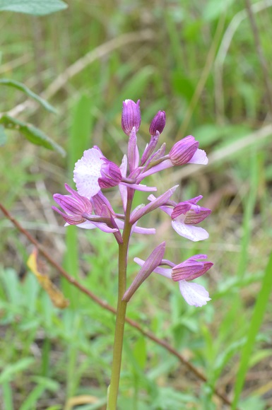 orchis xgennarii.jpg