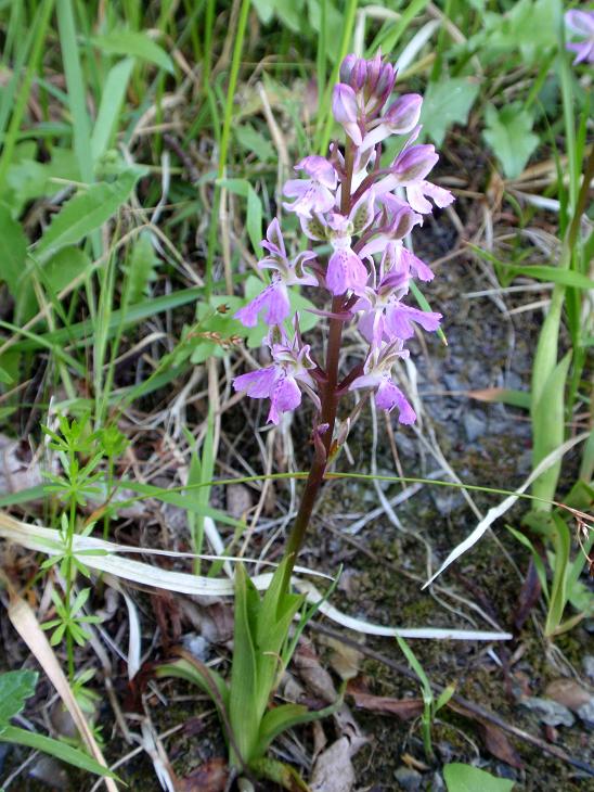 Orchis patens a.jpg