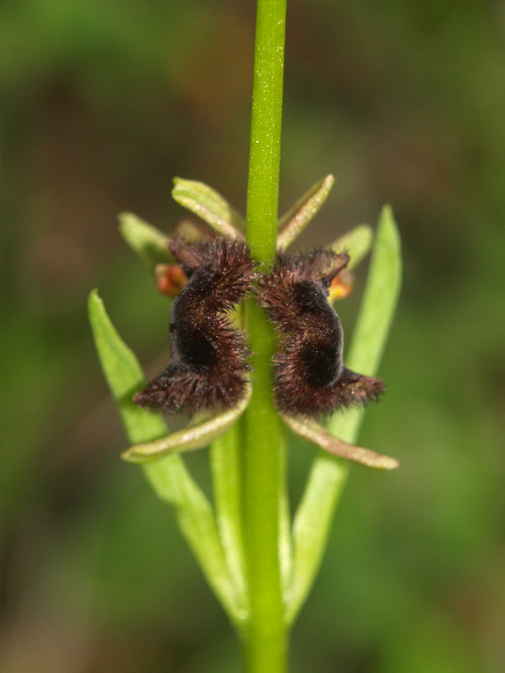 Ophrys-incubacea-03.jpg