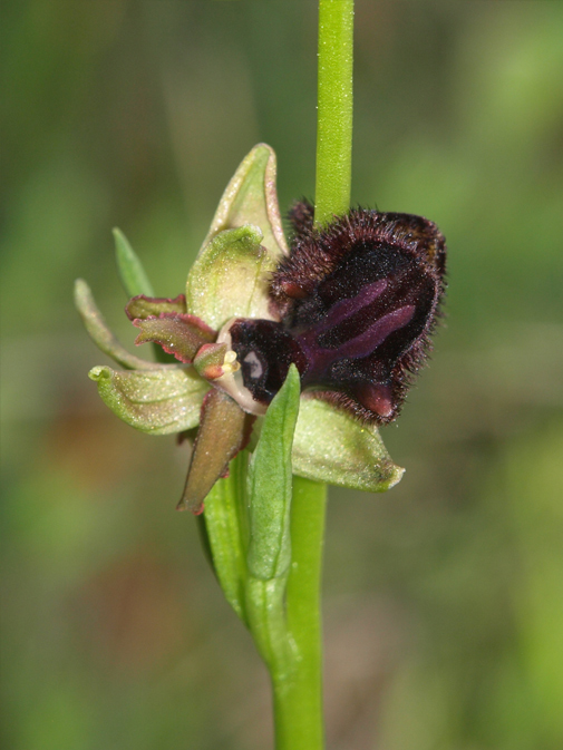 Ophrys-incubacea-01.jpg