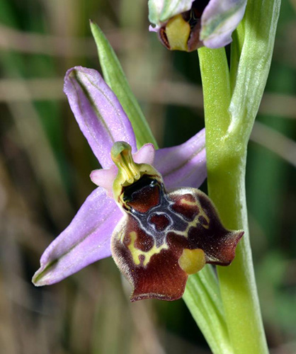 Ophrys01.jpg