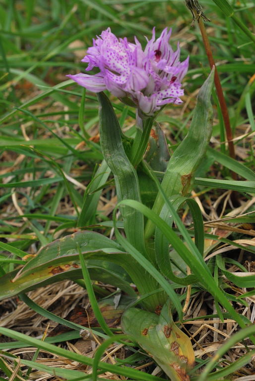 DSC_4942.JPG