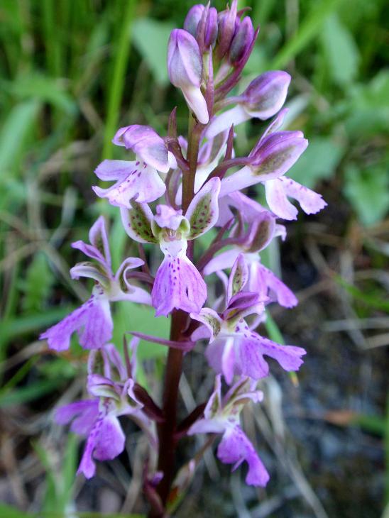 Orchis patens b.jpg