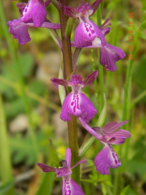 DSCN1519.JPG