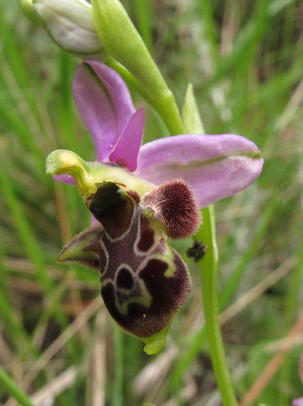 Ophrys scolopax vetula.jpg