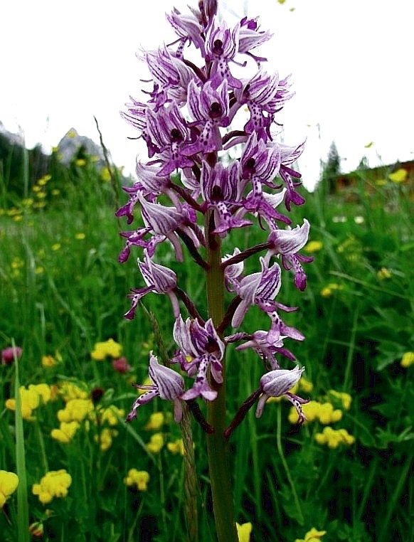 Orchis militaris 278.JPG