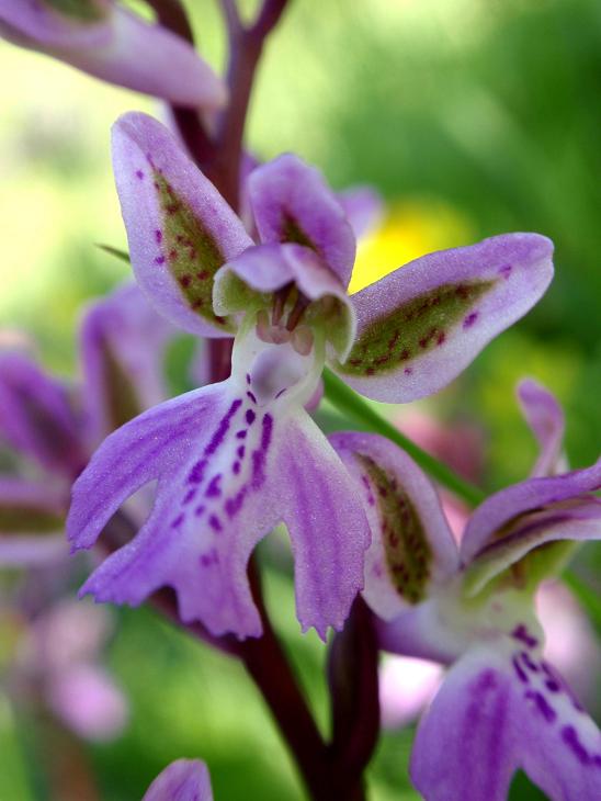 Orchis patens c.jpg