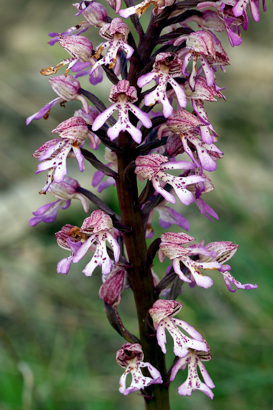 6n-orchis x hybrida-XJ2A9441.jpg