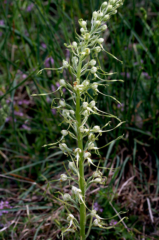 114n-himantoglossum-adriaticum-apocromatico-XMG_0393.jpg