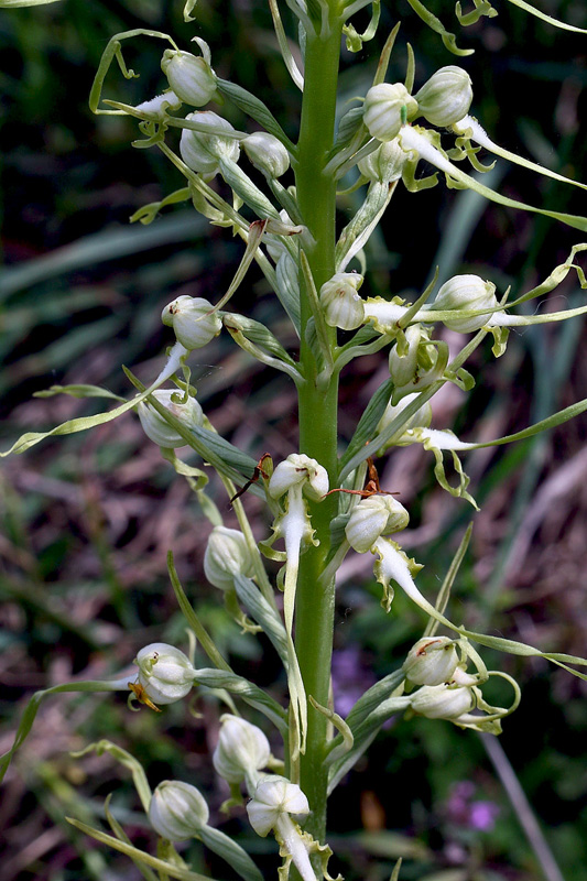 120n-himantoglossum-adriaticum-apocromatico-XMG_0407.jpg