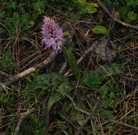 DSC_2484.jpg