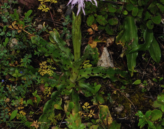DSC_2409.jpg