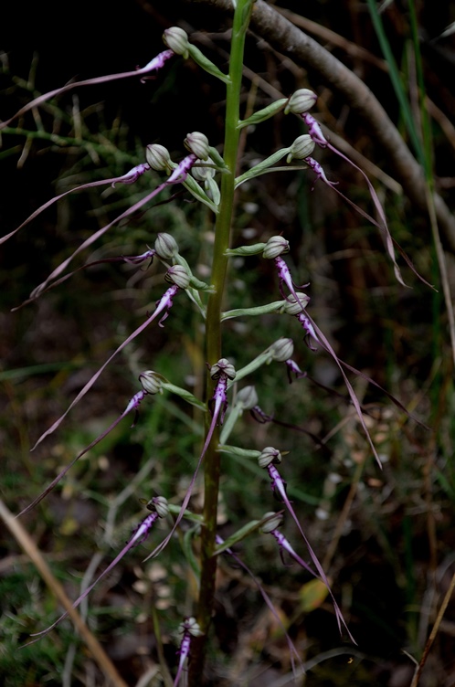 Himantoglossum adriaticum 0009 - Copia.JPG