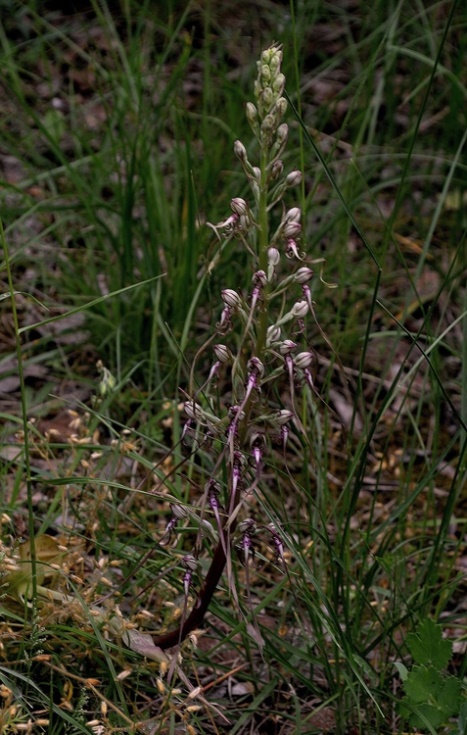 Himantoglossum adriaticum 0008 - Copia.JPG