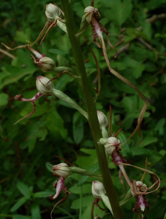 Himantoglossum adriaticum 7430.JPG