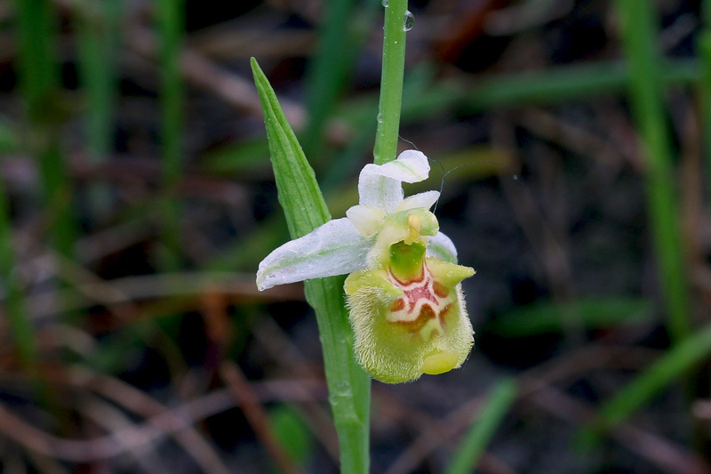 1n-ophrys-holosericea subsp. appennina-apocromatica-XMG_0433.jpg