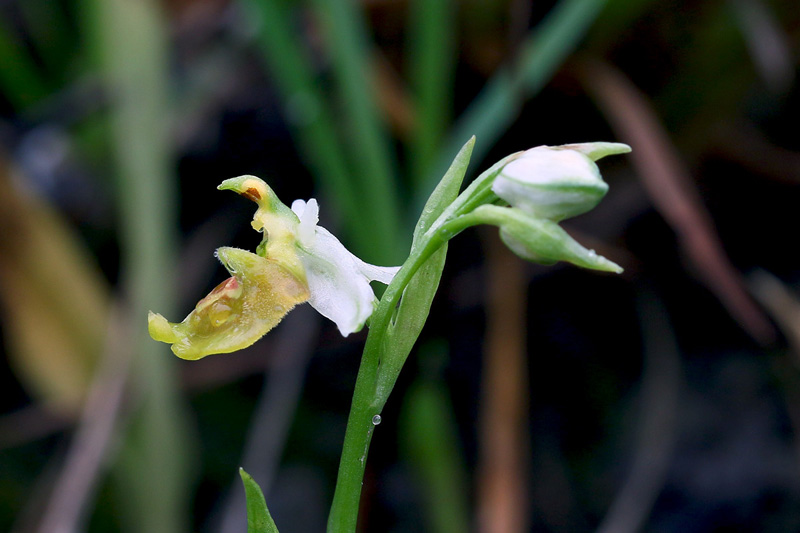 2n-ophrys-holosericea subsp. appennina-apocromatica-XMG_0449.jpg