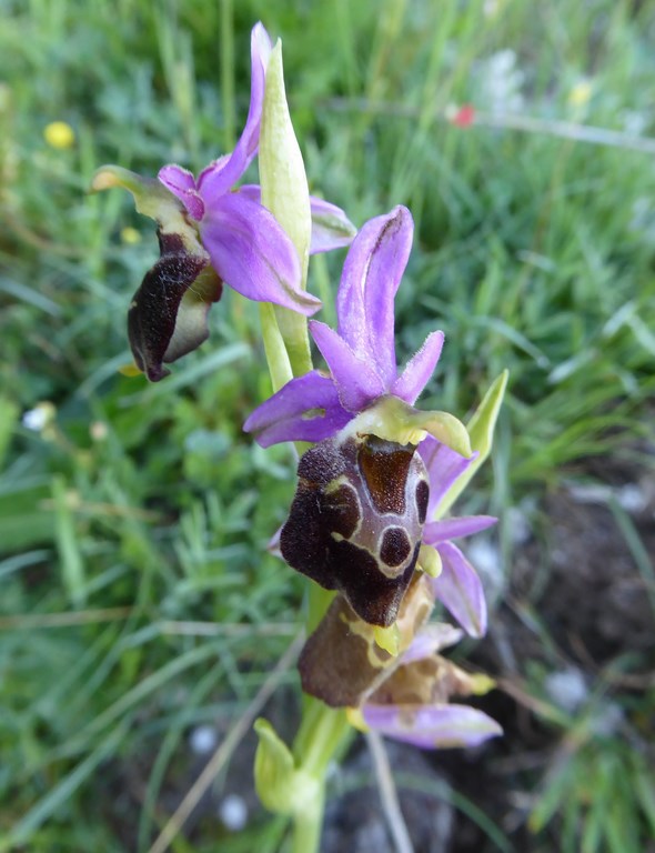 Ofride dei fuchi  (ophrys fuciflora o holosericea) Lago Laceno 2014 (1).JPG