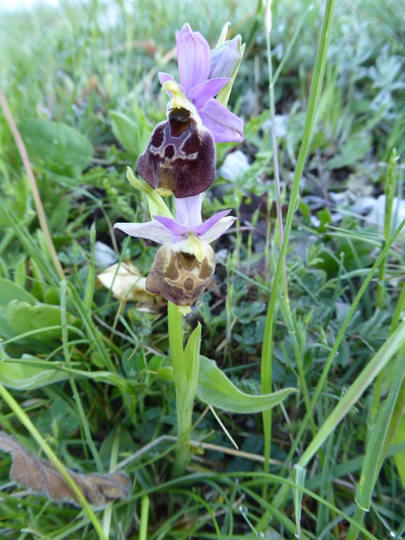 Ofride dei fuchi  (ophrys fuciflora o holosericea) Lago Laceno 2014 (3).JPG