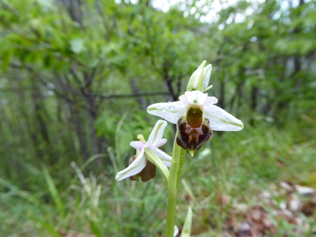 Ofride elevata dei fuchi (ophrys fuciflora ssp exaltata) Monti Sibillini 2014.JPG