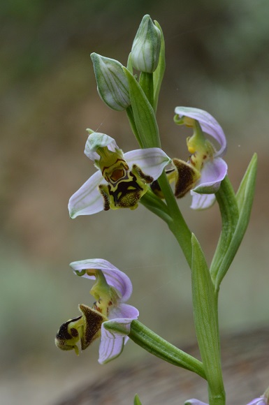 apifera rosa 1.jpg