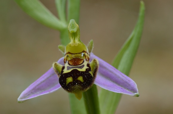 apifera rosa.jpg