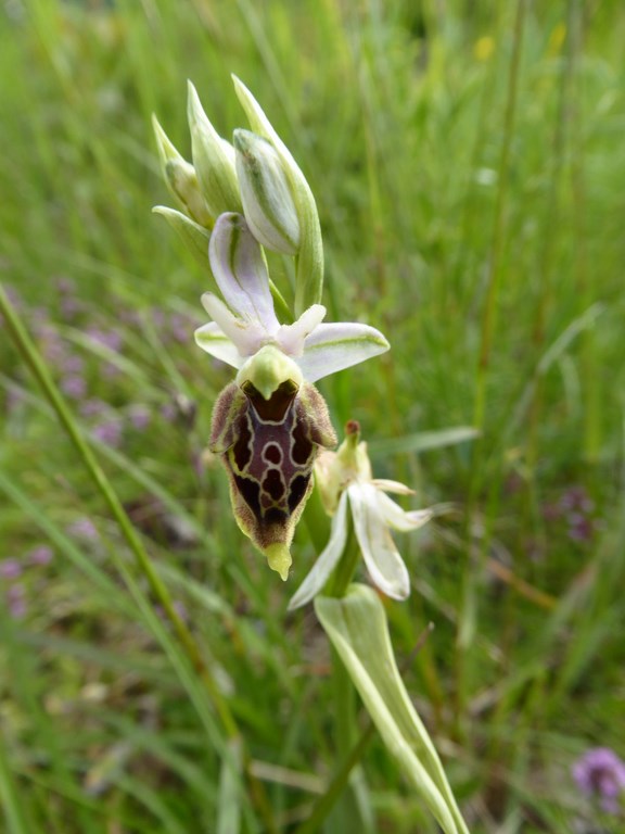 Ofride cornuta (ophrys scolopax)  Monti Sibillini 2014 (1).JPG