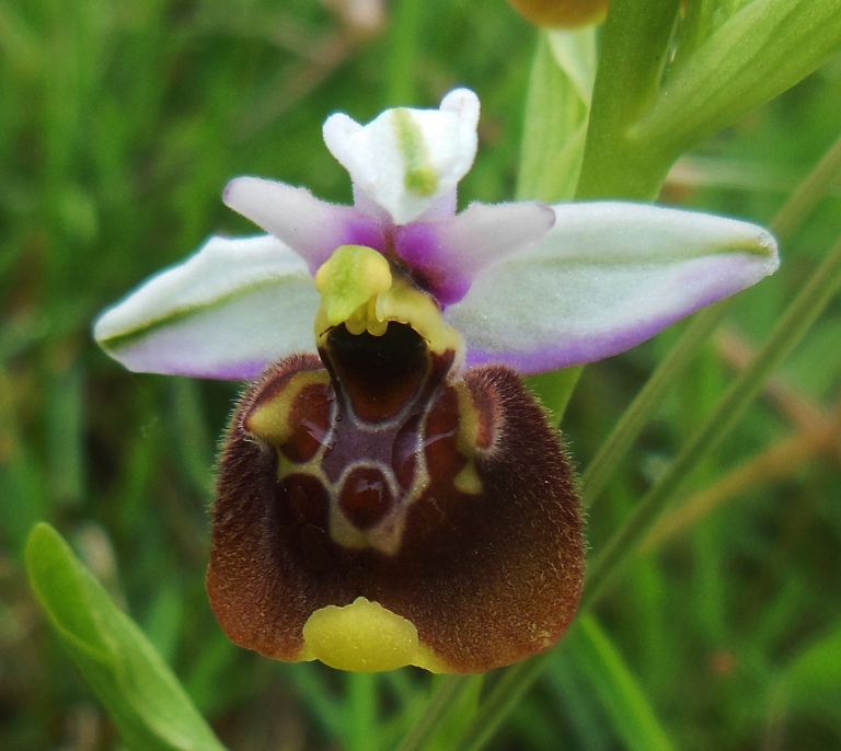 Ophrys holosericea subsp. apennina (2).jpg