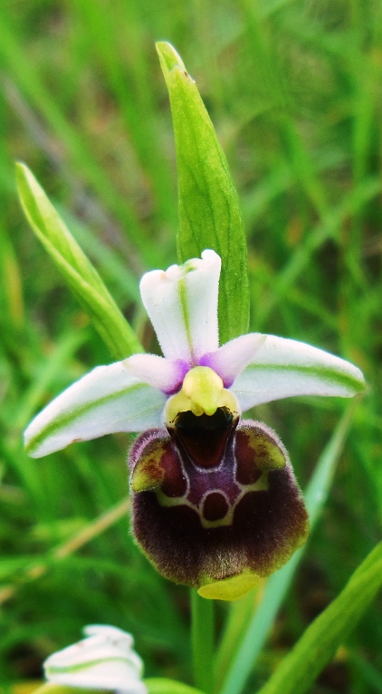 Ophrys holosericea (2).jpg