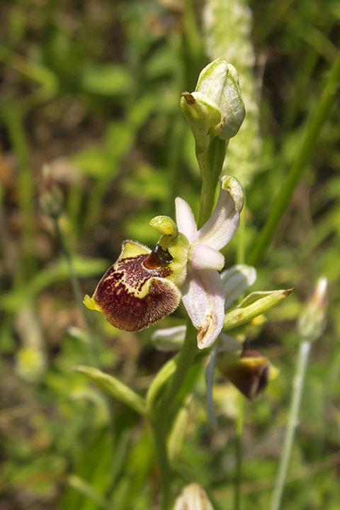 O. tetraloniae 03.jpg