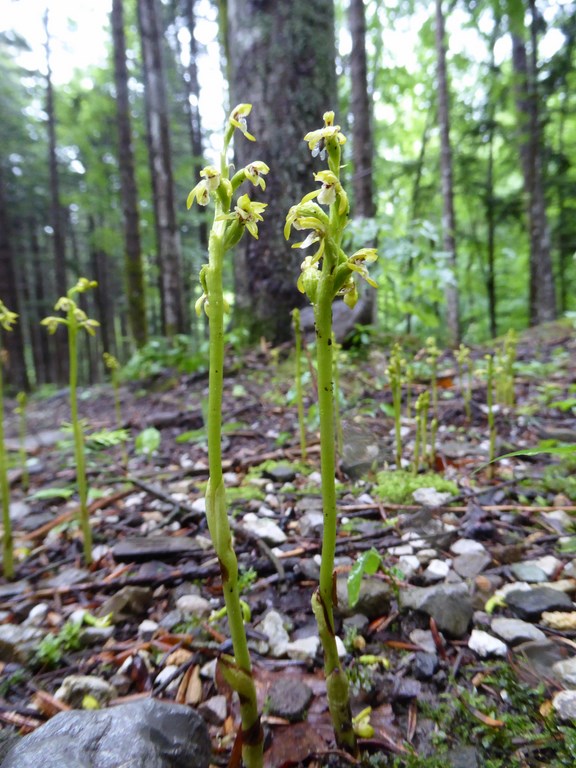 Corallorhiza trifida  Corno alle Scale 2015 (7).JPG