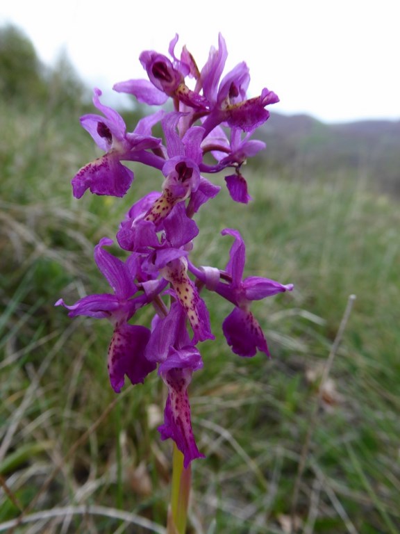 Anacamptis morio x tridentata Cascia 2014.JPG