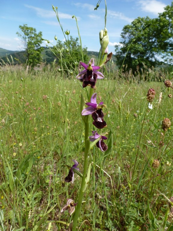 ophrys bertolonis  x  holosericea  Prati di Mugnano 2013 (3).JPG