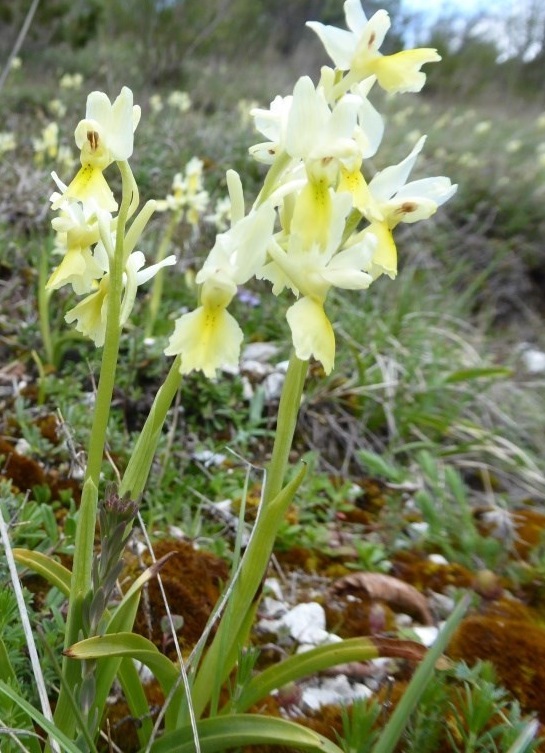 Orchis pauciflora) Cascia 2014 (1).JPG