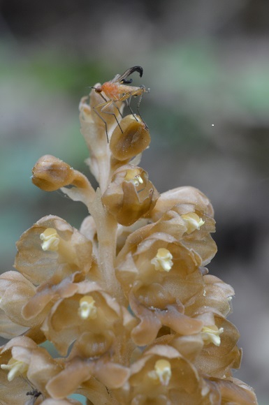 neottia nidus avis con ospite empididae sp.jpg