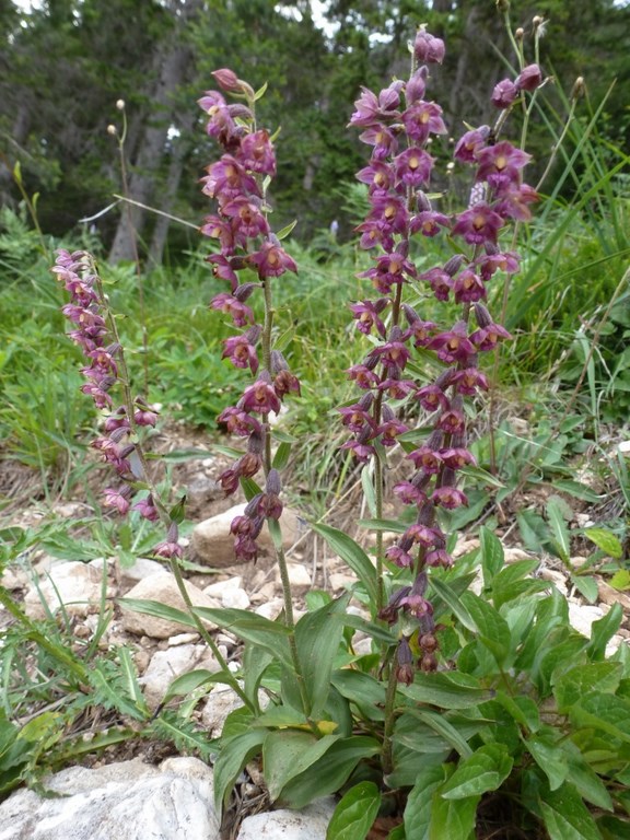 epipactis atrorubens (5).JPG