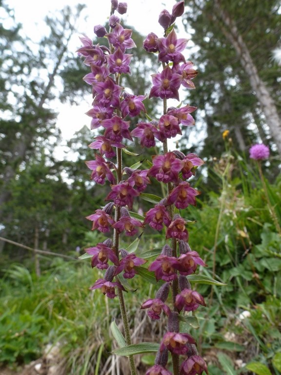 epipactis atrorubens (2).JPG