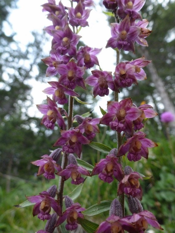 epipactis atrorubens (1).JPG