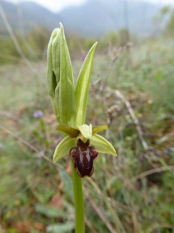 ophrys sphegodes (1).JPG