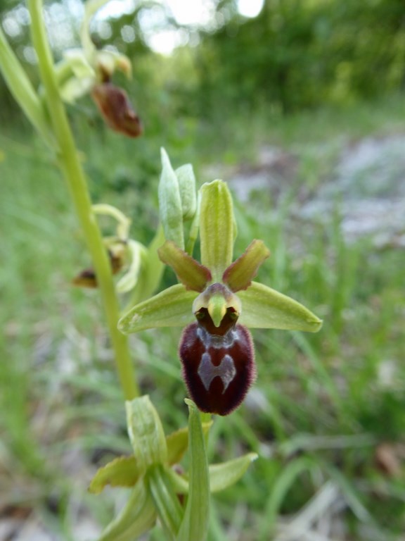ophrys sphegodes (5).JPG