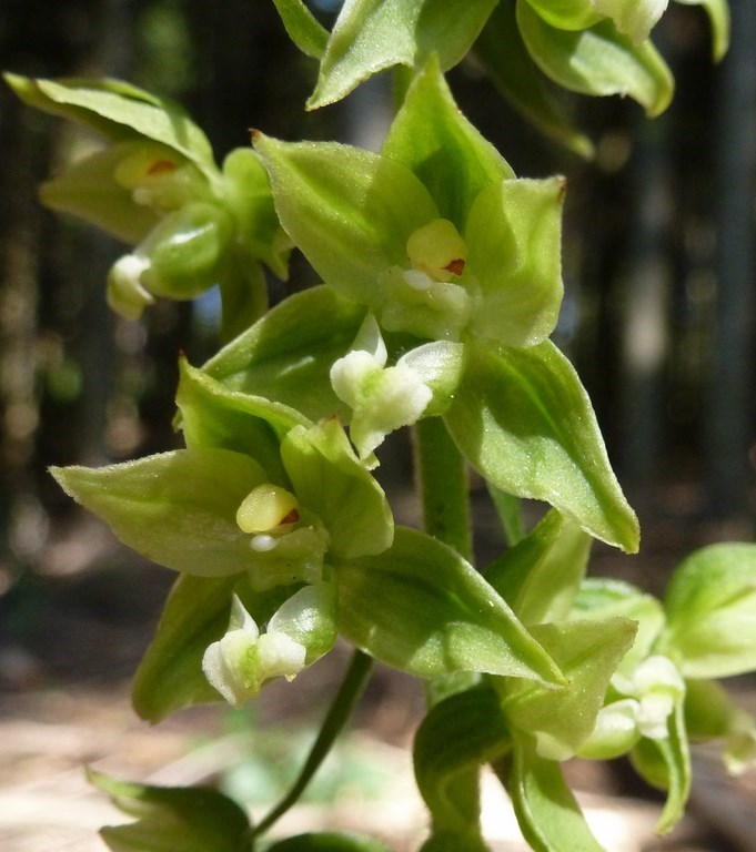 Epipactis flaminia o muelleri (2).JPG
