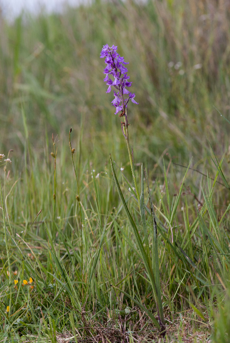 An-palustris-2642.jpg